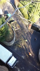 Tree cutting Guildford