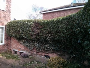 Hedge trimming Guildford