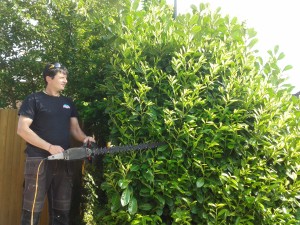 Hedge cutting Surrey and Hampshire