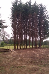 Tree surgery Surrey and Hampshire