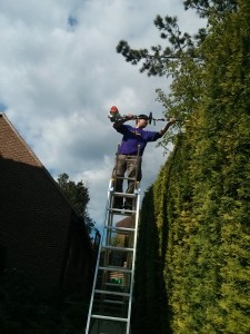 Hedge cutting Guildford, Godalming