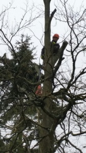 tree cutting Hampshire